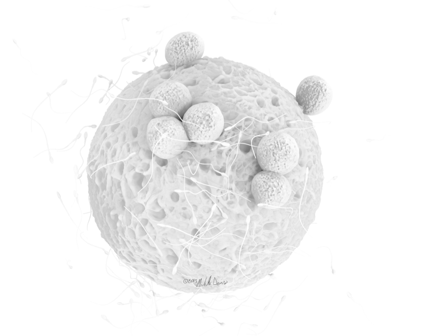 fertilization ambient occlusion illustration by michelle davis