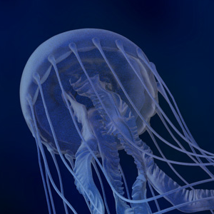 thumbnail link to jellyfish project