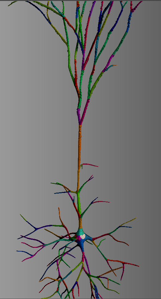 Pyramidal neuron zbrush screenshot