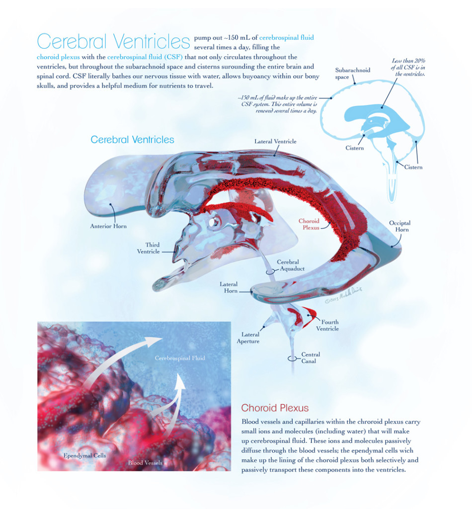 ventricles and choroid plexus illustration by michelle davis
