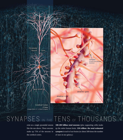 Synapses Illustration by Michelle Davis