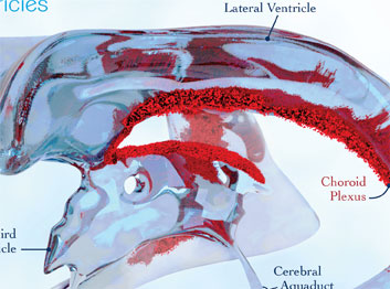 cerebral ventricles illustration zoom by michelle davis