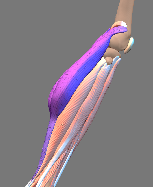 leg muscle study in zbrush screenshot by michelle davis