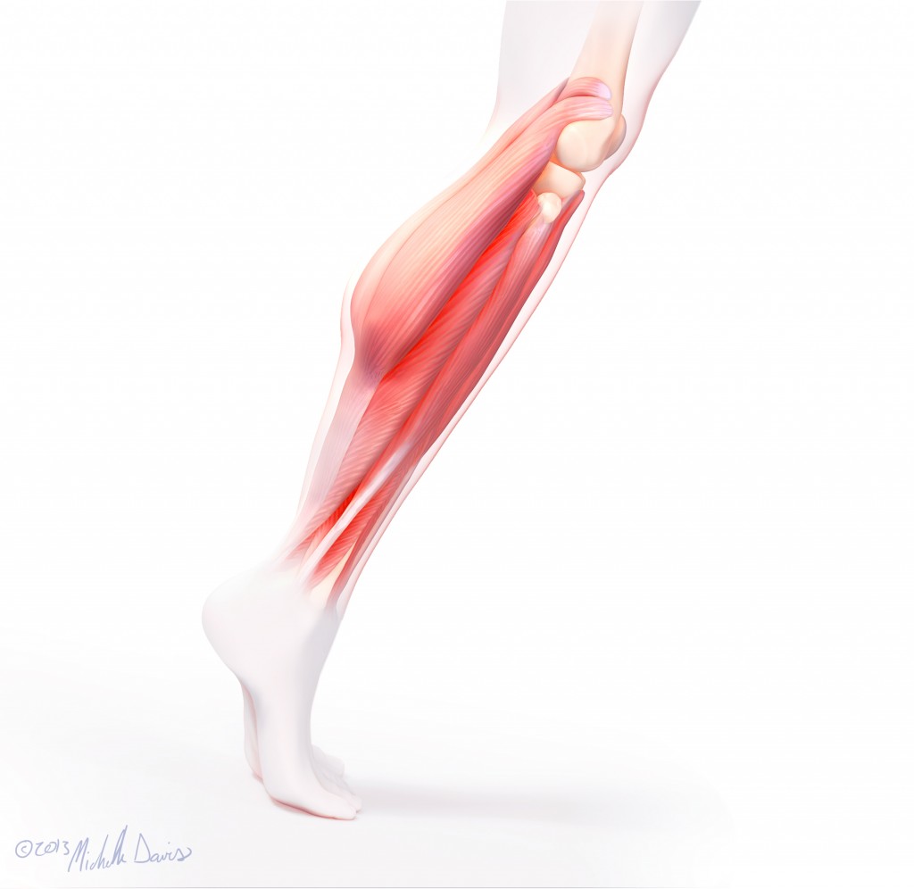 image of leg muscle study by michelle davis