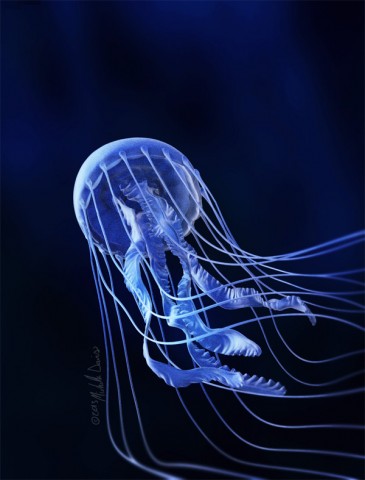 black sea nettle anatomy