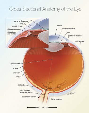 Eye cross sectional anatomy image